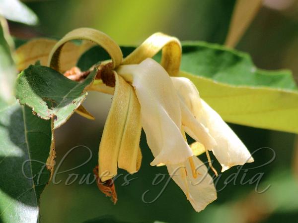 South-Indian Kanak Champa